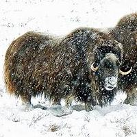 在阿拉斯加的麝牛。圖片節錄自: Pete Haworth相本。